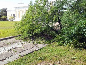 Fallen Branches, Rain Storms, 5-23-12